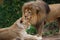 Lion Grooming a Lioness