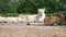 Lion group with great white lioness