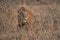 Lion having rest in the bush