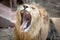 Lion having a yawn showing mouth, teeth and tongue.