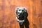 Lion Head Door Knocker, Ancient Knocker, Florence, Italy.