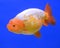 Lion head goldfish on blue background