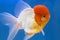 Lion Head Oranda Goldfish