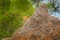 Lion hidden behind the termite mound nest in Okavango delta, Botswana. Safari in Africa. African lion in the grass, with beautiful