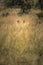 Lion hiding in the bushes of South Africa, Kruger National Park, South Africa