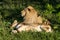 Lion and his lioness lie under the tree in safari park