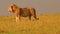 Lion on the Hunt, Wildlife, Africa, Wild Animal, Savanna