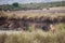 Lion hunting in the Masai Mara, Kenya