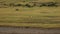 Lion on hunting in National park Serengeti Tanzania.