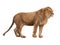 Lion isolated on a white