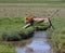 Lion Jumping a Creek