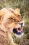 Lion in Kenya, savanna. Big lioness, lion mom on a meadow, wildlife on safari, masai mara. Spectacular big cat