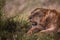 Lion in Kenya, savanna. Big lioness, lion mom on a meadow, wildlife on safari, masai mara. Spectacular big cat