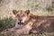 Lion in Kenya, savanna. Big lioness, lion mom on a meadow, wildlife on safari, masai mara. Spectacular big cat