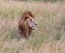 Lion in kenya stalking through the grass