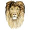 Lion King - big cats. Watercolor animal africa wildlife on isoleted white background. Hand drawn exotic illustration for poster, p