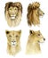 Lion King and lioness set. Watercolor animal big africa wildlife on isoleted white background. Hand drawn exotic big cat illustra