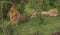 Lion king in Masai Mara nature reserve in Kenya