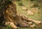 Lion king in Masai Mara nature reserve in Kenya
