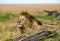 Lion king resting, Masai Mara