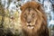 Lion king sitting on wooden floor on sunny day