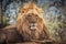 Lion king wildlife African predator outdoor