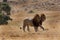 Lion kings walking in the grassland of Masai Mara