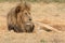 Lion Kruger National Park