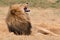 Lion Kruger National Park