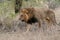 Lion in Kruger National Park