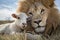 The Lion and the Lamb, Bible description of the coming of Jesus Christ