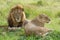 A lion with large mane and lioness lying together in green grass