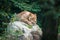 Lion lazily laying on a rock on a summer day in an enclosure at a zoo