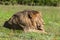 Lion licking his paw