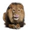 Lion licking lips, Panthera leo, 8 years old