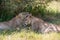 Lion licking sibling, young male lions cuddling together in shade of bush, Botswana