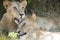 Lion licking sibling, young male lions lying in shade of bush, Botswana