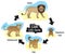 Lion Life Cycle Infographic Diagram