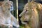 Lion and lioness. Asiatic lions portrait.