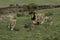 Lion, lioness and cubs near a wildebeest kill at Masai Mara