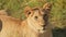 Lion, Lioness Female African Wildlife Safari Animal in Africa, Maasai Mara National Reserve in Kenya