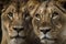 Lion and lioness. Generative Ai