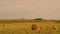 Lion and Lioness Hunts in the Field, Africa, Wildlife, Savanna