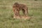 Lion and Lioness Kenya Safari