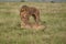 Lion and Lioness Kenya Safari Savanna Mating