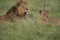 Lion and Lioness Kenya Safari Savanna Mating