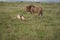 Lion and Lioness Kenya Safari Savanna Mating