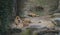 Lion and lioness lying and yawning at the Zoo.