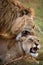 Lion and Lioness making love. Okavango Delta.