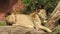 Lion and lioness opening mouth. Jungle king roaring detailed view of teeth in forest. Lions head, up close and very detailed.The r